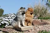 SPITZ ALLEMAND 126